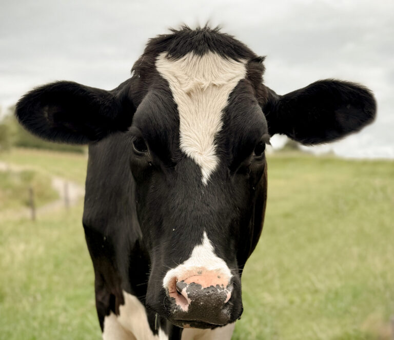 Besuch bei den Emmericher Landwirten